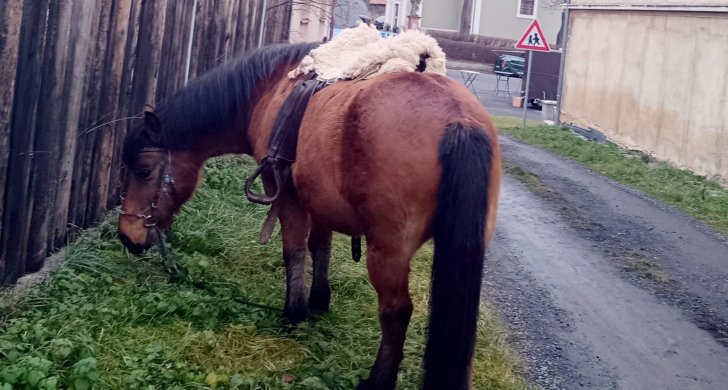 Merlin z chmelistne.jpg